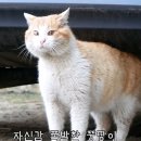 뚱띠 Daum카페