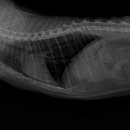 새싹 동물병원 이미지