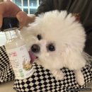 언덕위산양목장 이미지