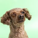 마스터 동물의료센터 이미지