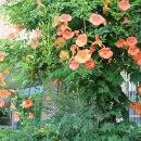 상월초등학교 이미지