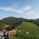 대로목장 이미지