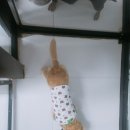 개라다이스 이미지