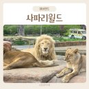 사파리월드 - 포천시 금강로 2056 | 에버랜드 사파리 월드 동물원 리뉴얼 후기 꿀팁 총정리