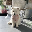 사랑의 염원 이미지