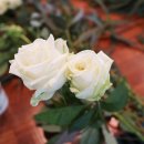 리베라장 이미지