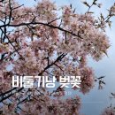 폭포 | 서울은 끝? 수도권 벚꽃 명소 추천 포천 비둘기낭 폭포 실시간 후기