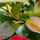 봉래농장 이미지