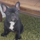 안녕, 후추 이미지