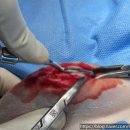 선부중앙동물의료센터 이미지