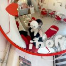 오정본병원 | 원종동 반려동반 카페 에스펙트 | 아지랑 다녀온 힙한 감성 카페❤️