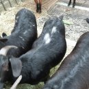 일성흑염소 이미지