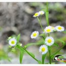 화천흑염소농장 이미지