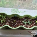 텃밭야채 | 다이소 채소키우기 베란다텃밭 한달후기