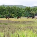 한라산둘레길 수악길 이미지