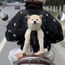 행복한강아지 이미지