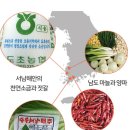 자연락김치 네이버블로그
