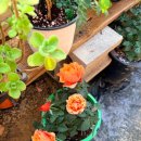 꽃그리고 | 왜관꽃집 다양한 식물이 있는 다육그리고꽃 방문후기