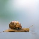 인간신화사회 : 신화로 살펴본 함께 사는 삶 만남과 성장 | &#39;느리게 사는 삶&#39;을 위한 아로마테라피