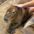 서청주어린이집 | 쥬니멀동물원 | 청주실내동물원 가족 아이 함께 놀거리 이색체험 데이트 추천 먹이주기 체험까지~