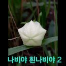 나비야 이미지