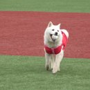 데일리도그 이미지