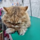 개이쁜냥 이미지