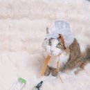 밝은 눈 팅크 영양제.오세인트