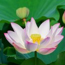 삶과 죽음 이미지