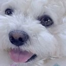 케어덴 동물치과&내과병원 이미지