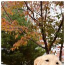 다우리유치원 | 세심한 케어와 사랑이 가득한 양산애견유치원 &amp; 디엠 다우리 도그 센터 이야기