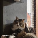 바오그루밍 이미지