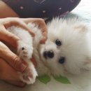 대구가축병원 이미지