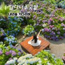 밭 - 순창군 동계로 17-1 | 답다니수국밭 - 2026년 아름다웠던 수국밭 방문 후기