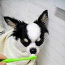 똥강아지 이미지