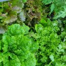 도시농업으로 힐링하기 이미지