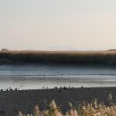 순천만 그리고 나 이미지