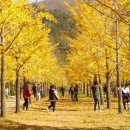 은행나무 이미지