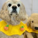 폴짝그루밍 이미지