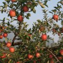 이슬농장 이미지