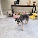 사랑해똥깡아지 이미지