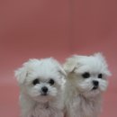 오마이퍼피 이미지