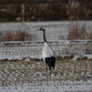 두루미202 이미지