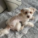 수수펫살롱 | 펫트너 리뷰 : 강아지방문미용 | 겁쟁이 수수 두번째 미용 도전