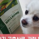 루시네애견 네이버블로그