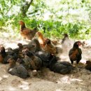 밤나무축산 이미지