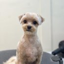 Grooming574 이미지