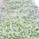 창암농장 이미지