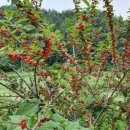 말래펜션 이미지