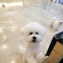 제니스펫 이미지